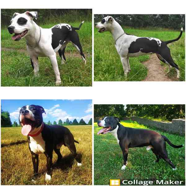 Štěňata americký pitbulteriér - foto 9