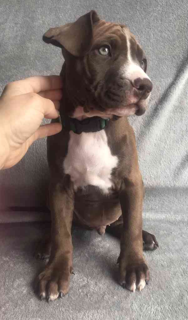 Štěňata americký pitbulteriér - foto 8