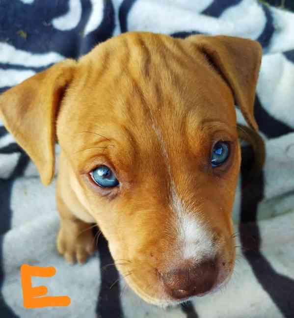 Štěňata americký pitbulteriér - foto 12