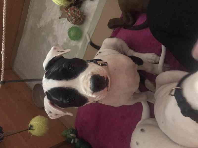 Štěňata americký pitbulteriér - foto 5