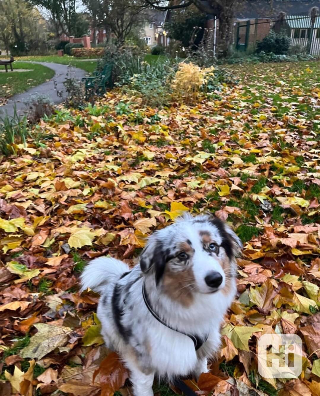 Výjimečná štěňata australského ovčáka - foto 1
