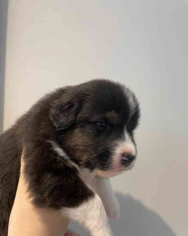 Výjimečná štěňata australského ovčáka - foto 5