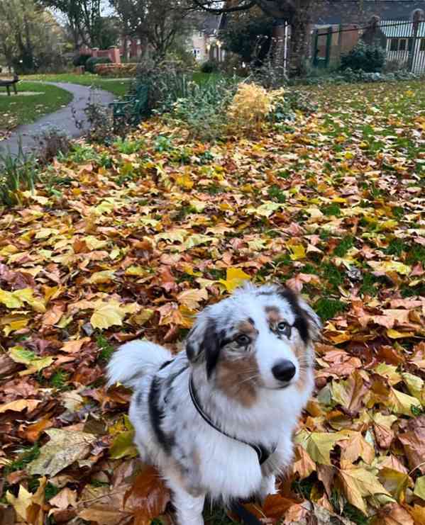 Výjimečná štěňata australského ovčáka - foto 1