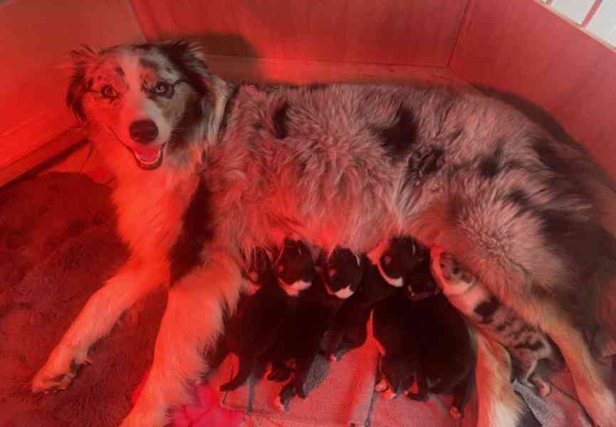 Výjimečná štěňata australského ovčáka - foto 3