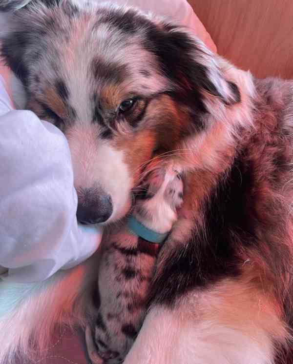 Výjimečná štěňata australského ovčáka - foto 2