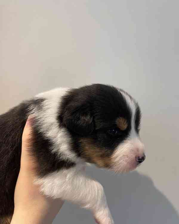 Výjimečná štěňata australského ovčáka - foto 4