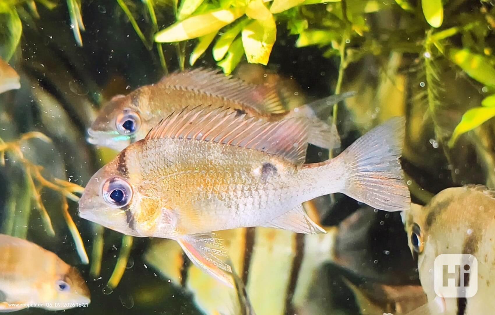 Biotodoma cupido,mládé ryby - foto 1