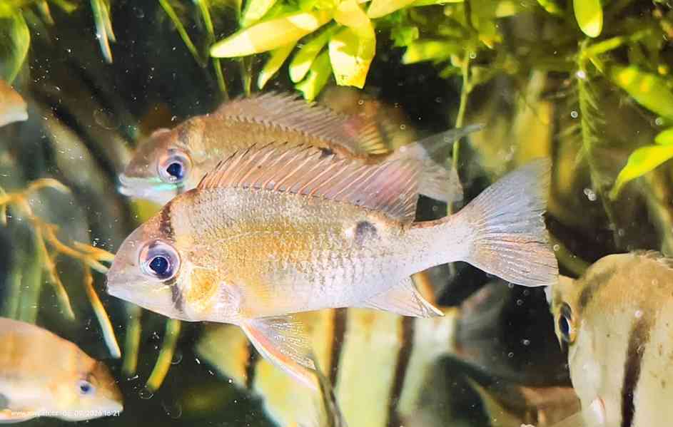 Biotodoma cupido,mládé ryby - foto 1