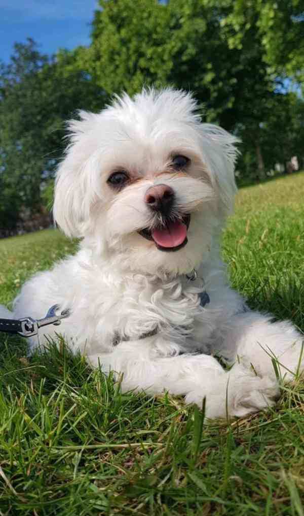 Zdravá štěňata maltézského buldoka k adopci. - foto 2