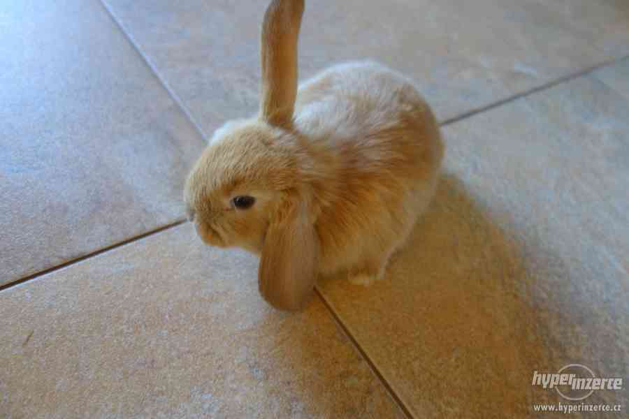 Prodám malé zakrslé králíčky BERÁNKY - foto 1