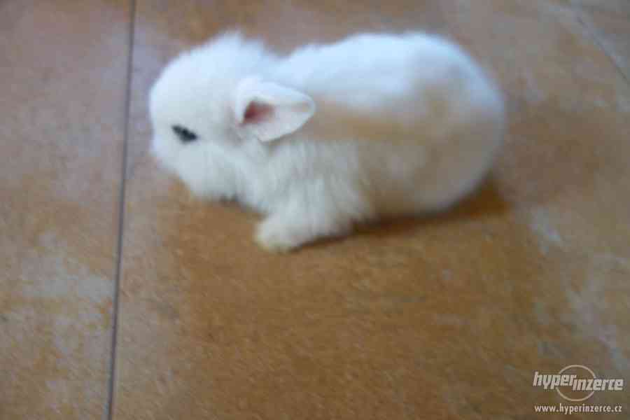Prodám malé zakrslé králíčky BERÁNKY - foto 2