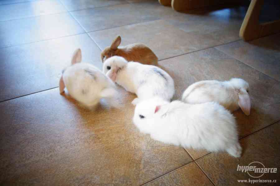 Prodám malé zakrslé králíčky BERÁNKY - foto 3