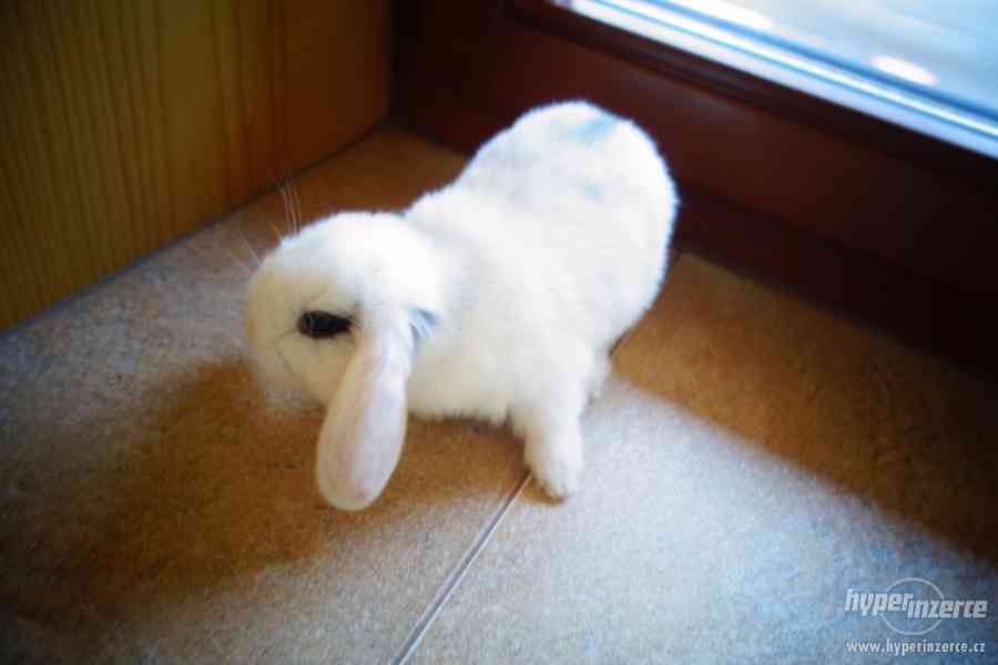 Prodám malé zakrslé králíčky BERÁNKY - foto 4