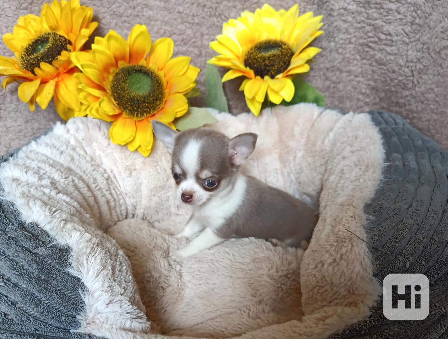 Čivava - fenečka bez pp - foto 1