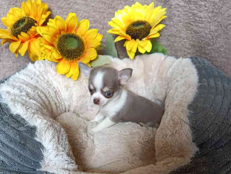 Čivava - fenečka bez pp - foto 1