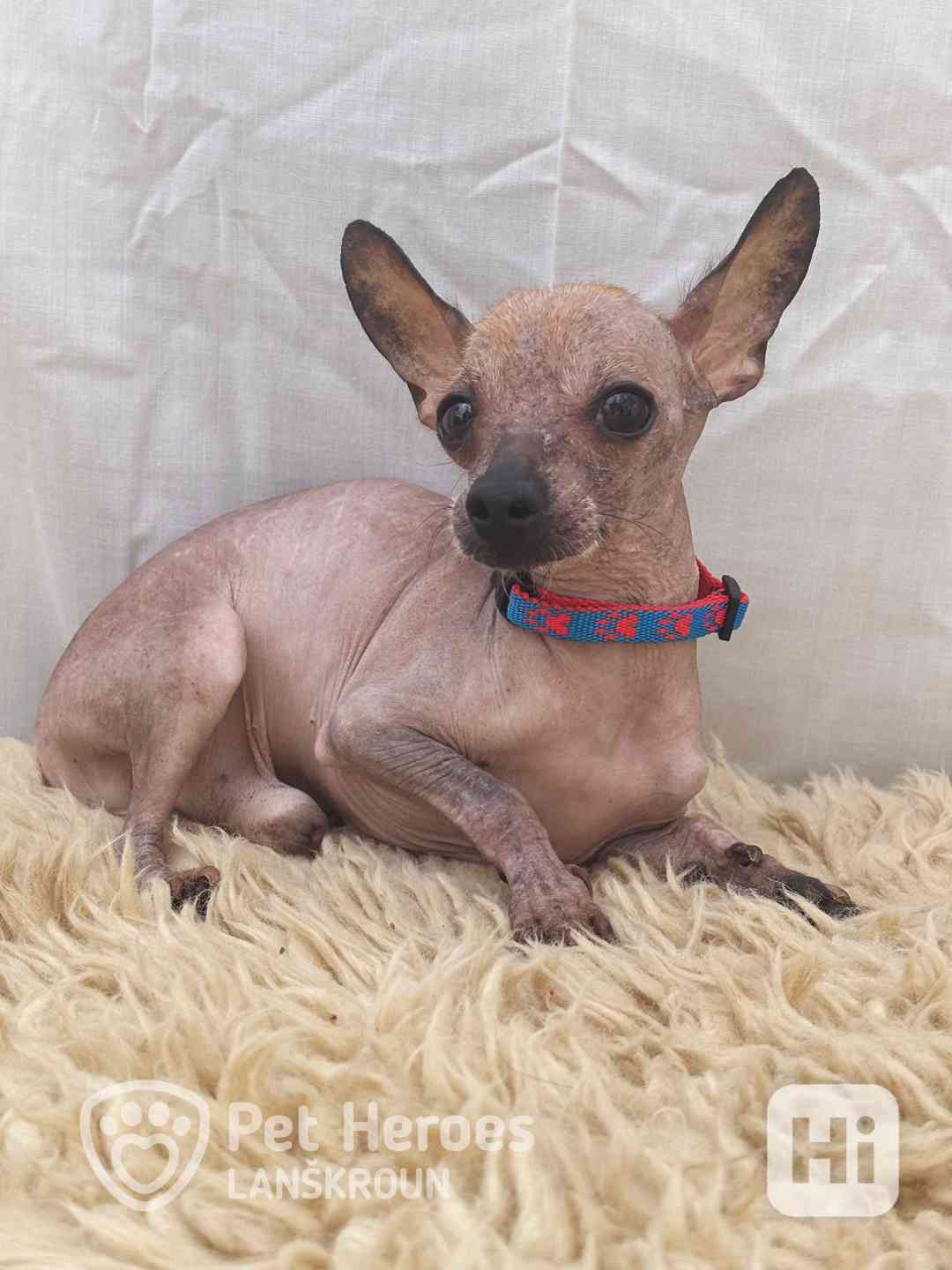 Odysseus a Poseidon - něžní chocholáčci k adopci - foto 1