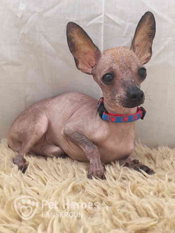 Odysseus a Poseidon - něžní chocholáčci k adopci - foto 2