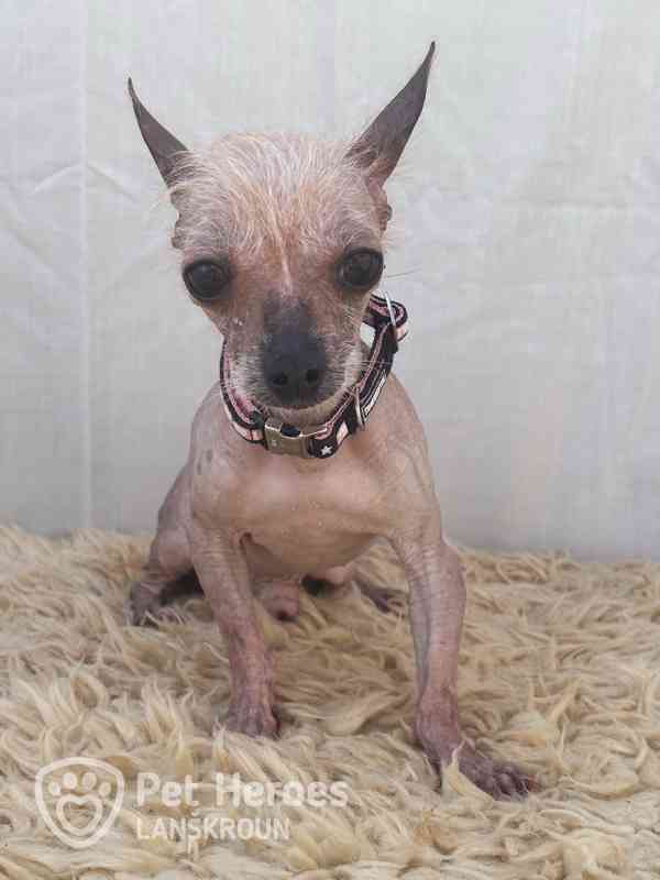 Odysseus a Poseidon - něžní chocholáčci k adopci - foto 3