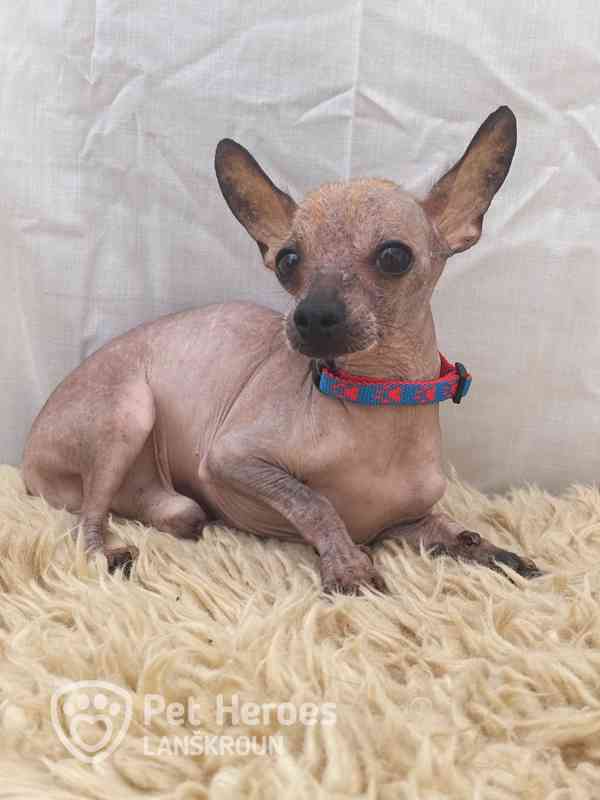 Odysseus a Poseidon - něžní chocholáčci k adopci - foto 1