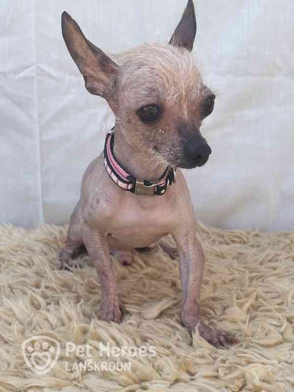 Odysseus a Poseidon - něžní chocholáčci k adopci - foto 4