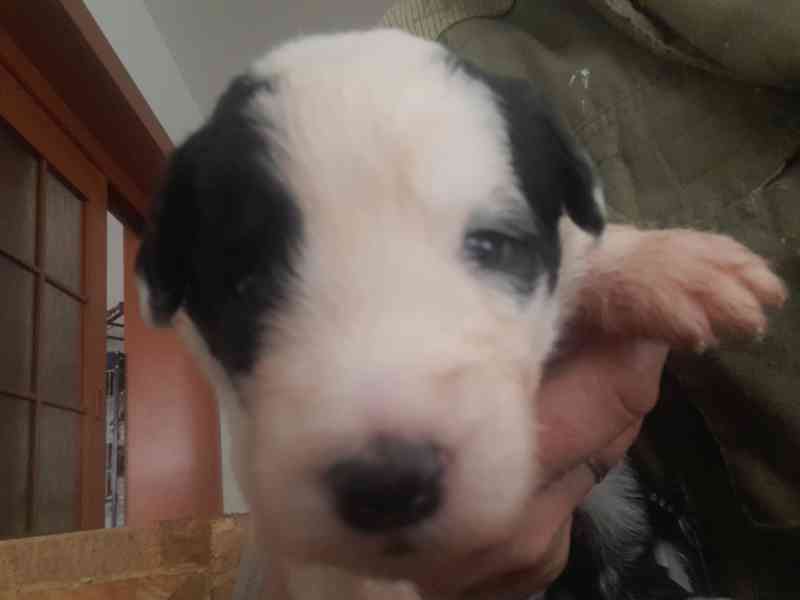 BOBTAIL štěňata  - foto 11