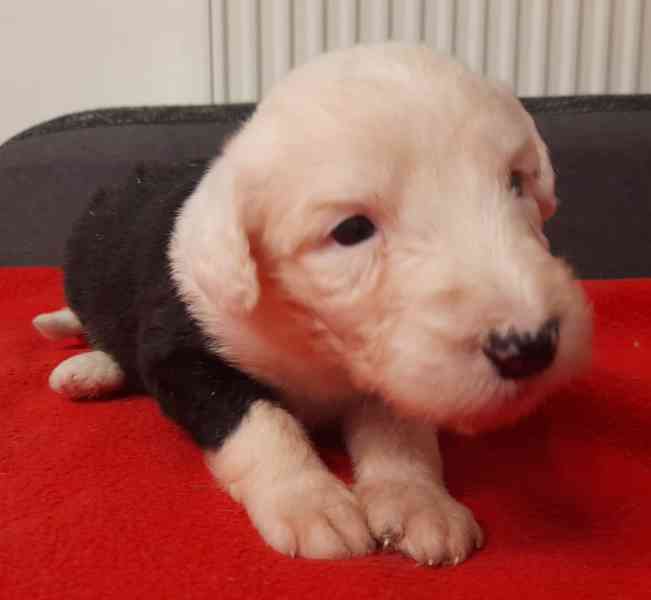 BOBTAIL štěňata  - foto 10