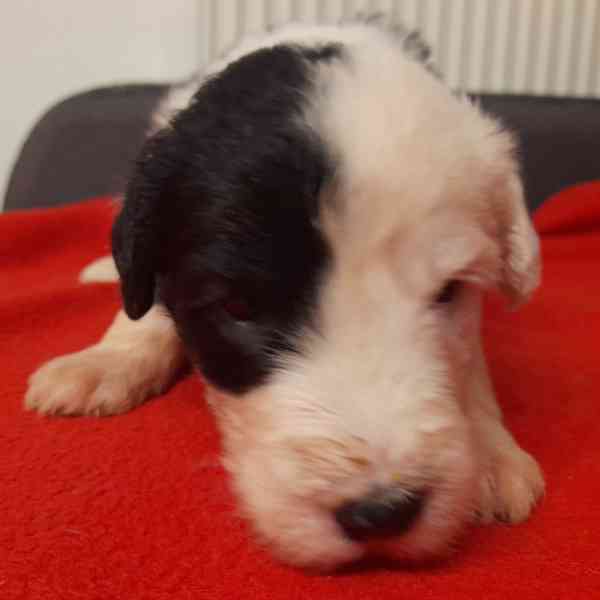 BOBTAIL štěňata  - foto 8