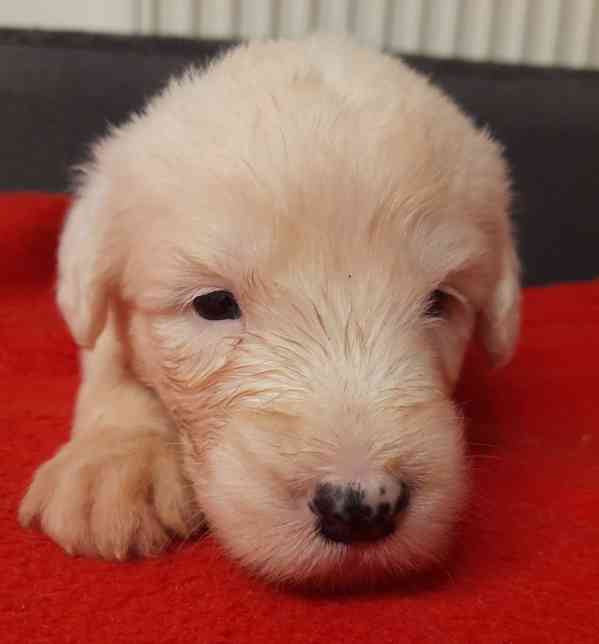 BOBTAIL štěňata  - foto 9