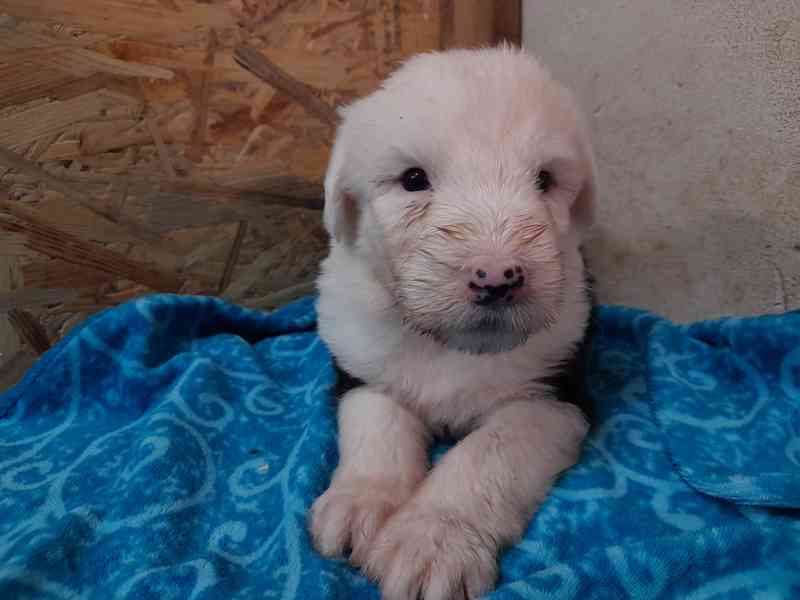 BOBTAIL štěňata  - foto 5