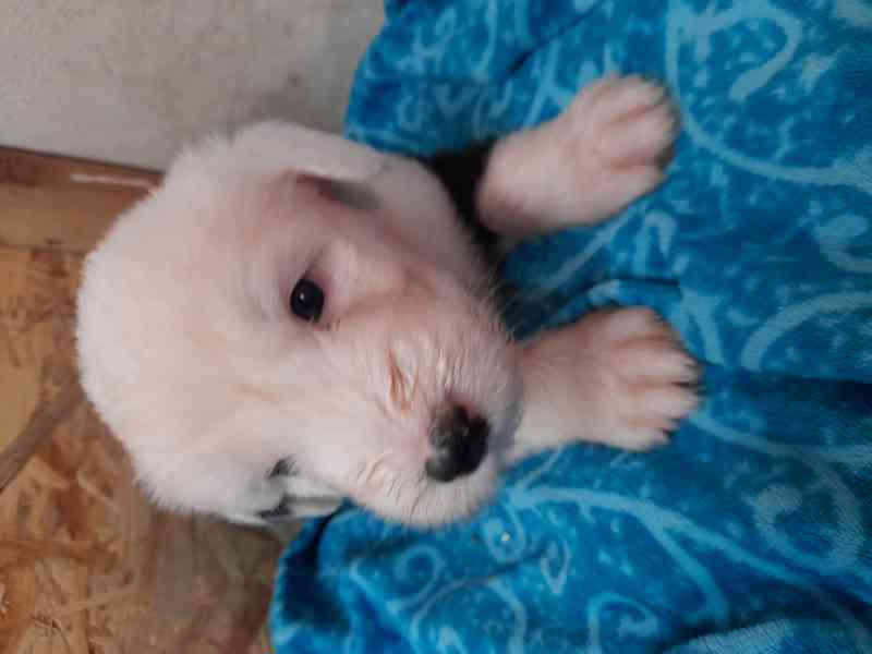BOBTAIL štěňata  - foto 6
