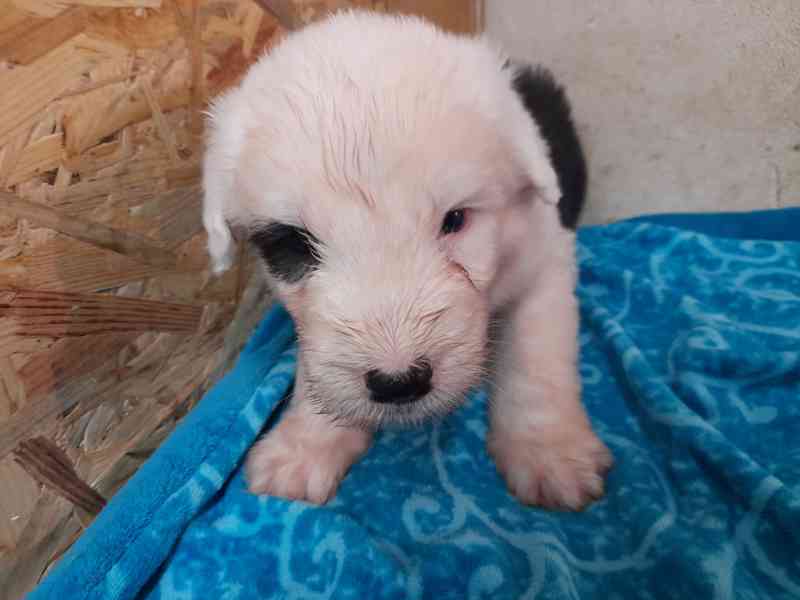 BOBTAIL štěňata  - foto 2