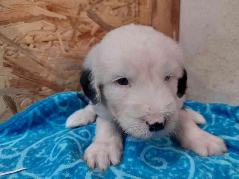BOBTAIL štěňata  - foto 7