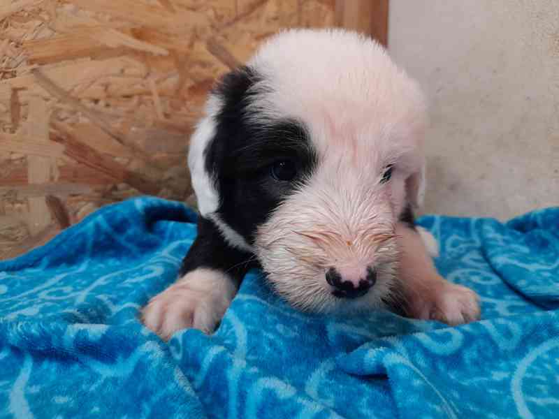 BOBTAIL štěňata  - foto 4