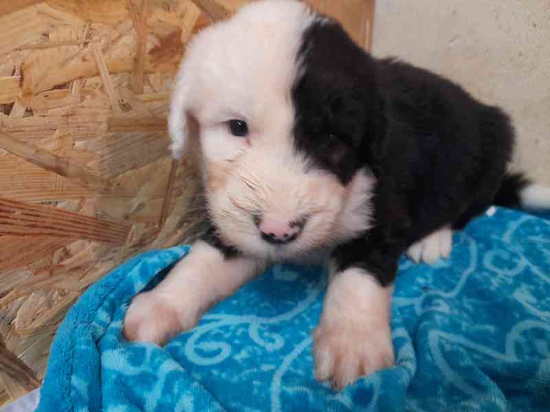 BOBTAIL štěňata  - foto 3