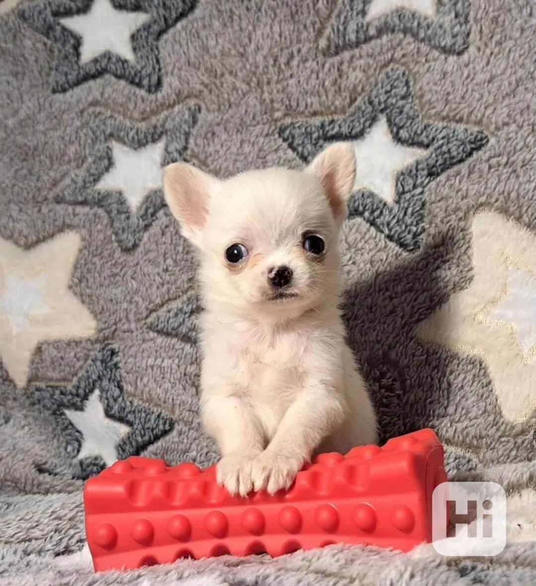 Nejkouzelnější a nejrozkošnější štěňata čivavy  - foto 1