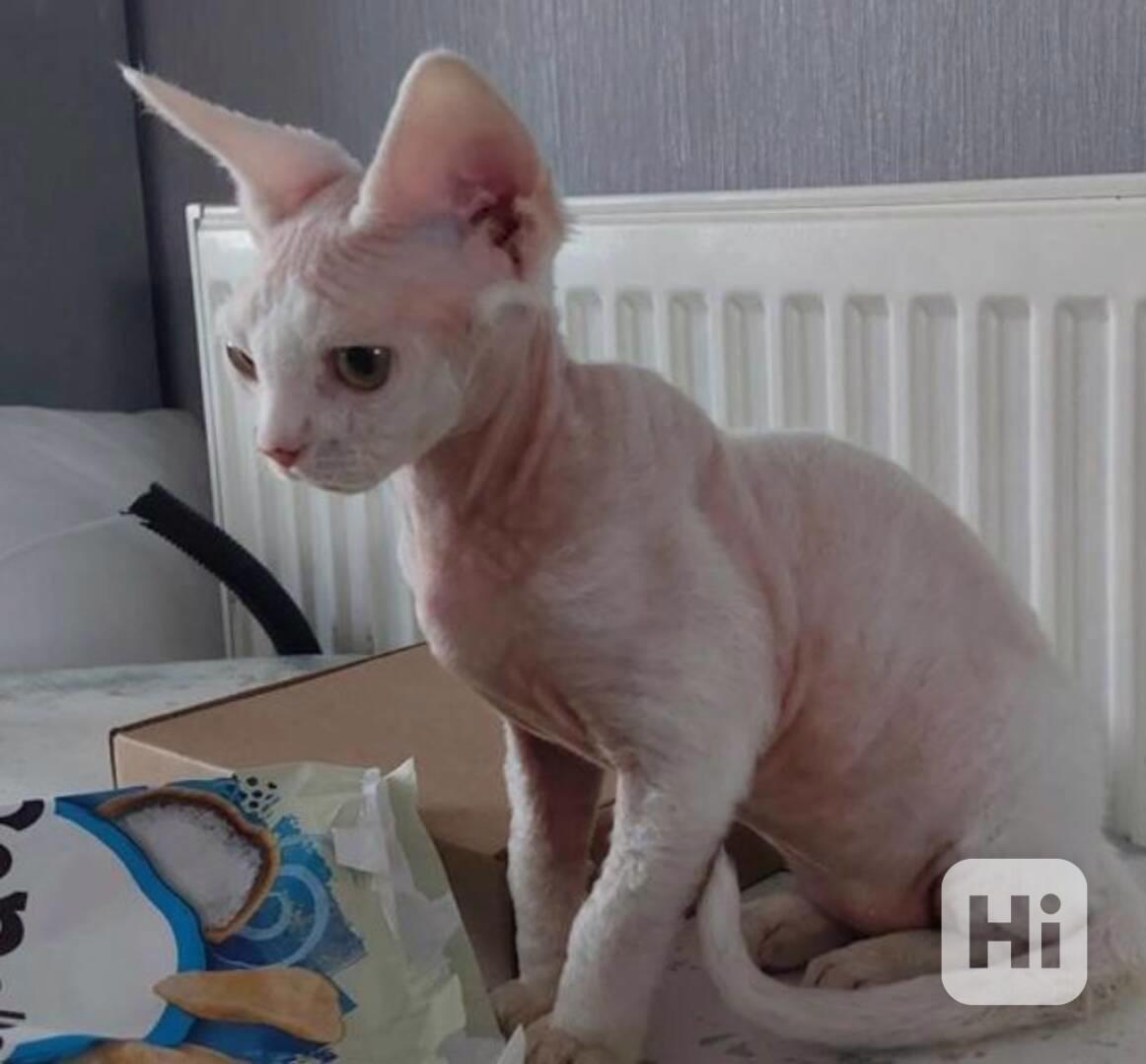 koťata devon rex - foto 1