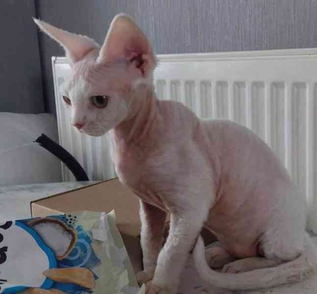koťata devon rex - foto 1