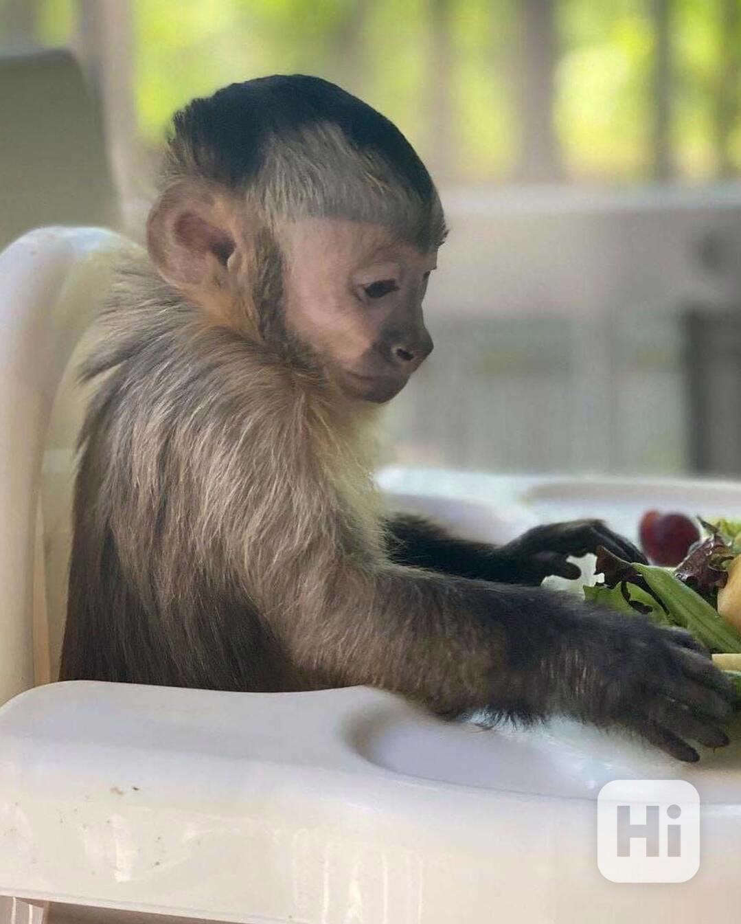 🐒 Zdravé kapucínské opice na prodej - foto 1