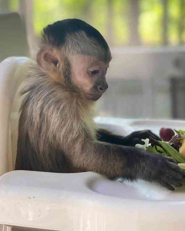 🐒 Zdravé kapucínské opice na prodej