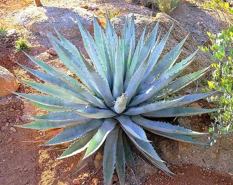 Sazenice Agave chrysantha Golden Flowered - foto 1
