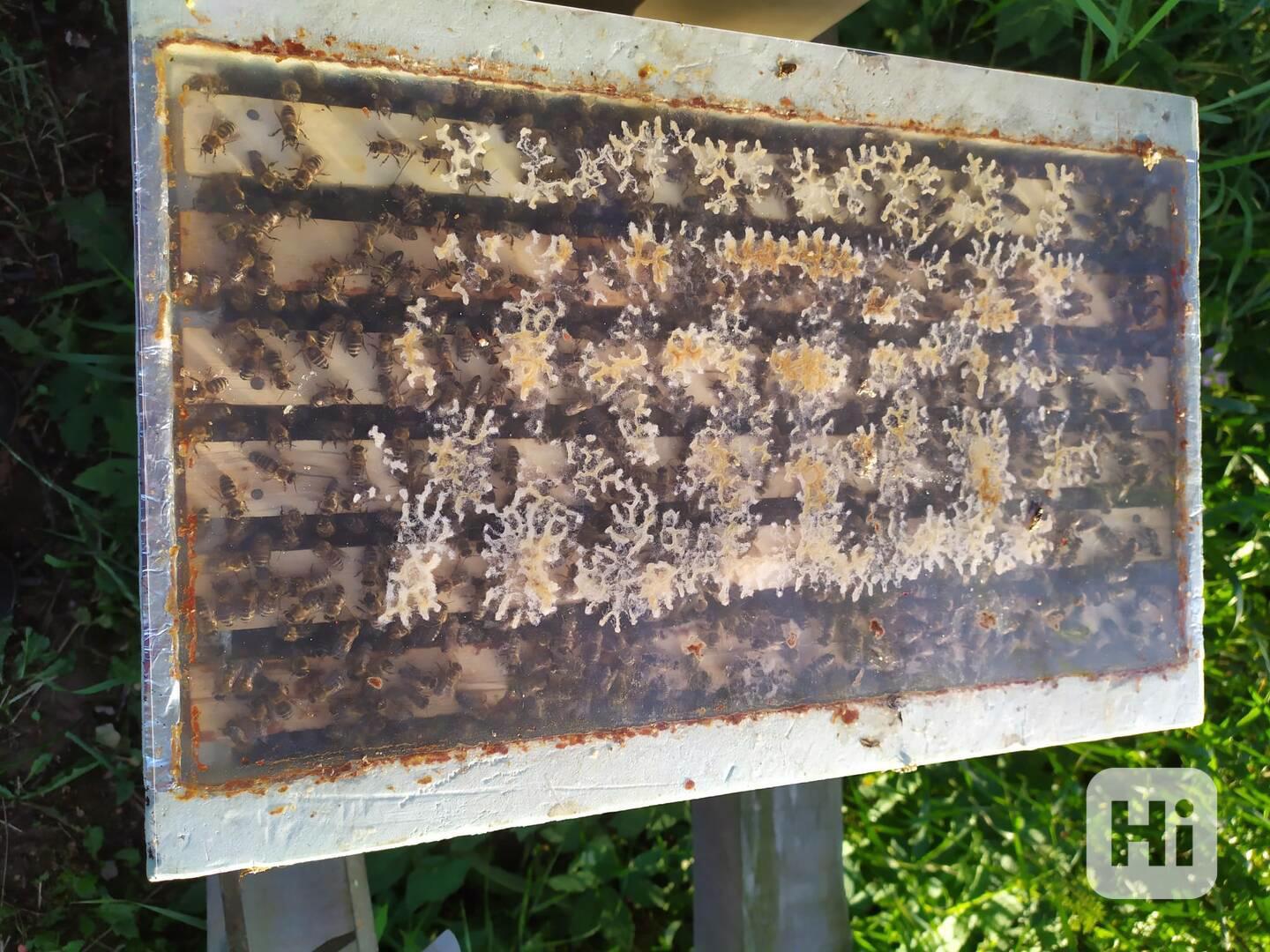 Oddělky 2026 - foto 1