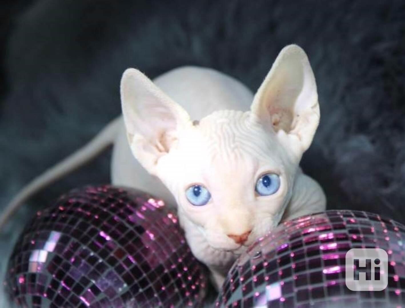Koťata Sphynx - foto 1