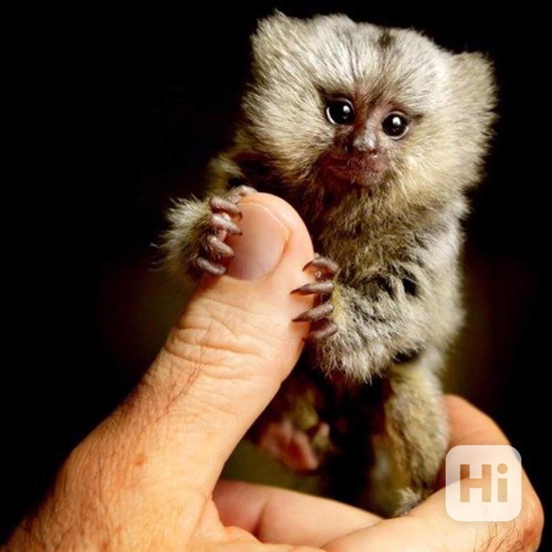 K dispozici socializovaná mláďata kosmanů prstonohých - foto 1