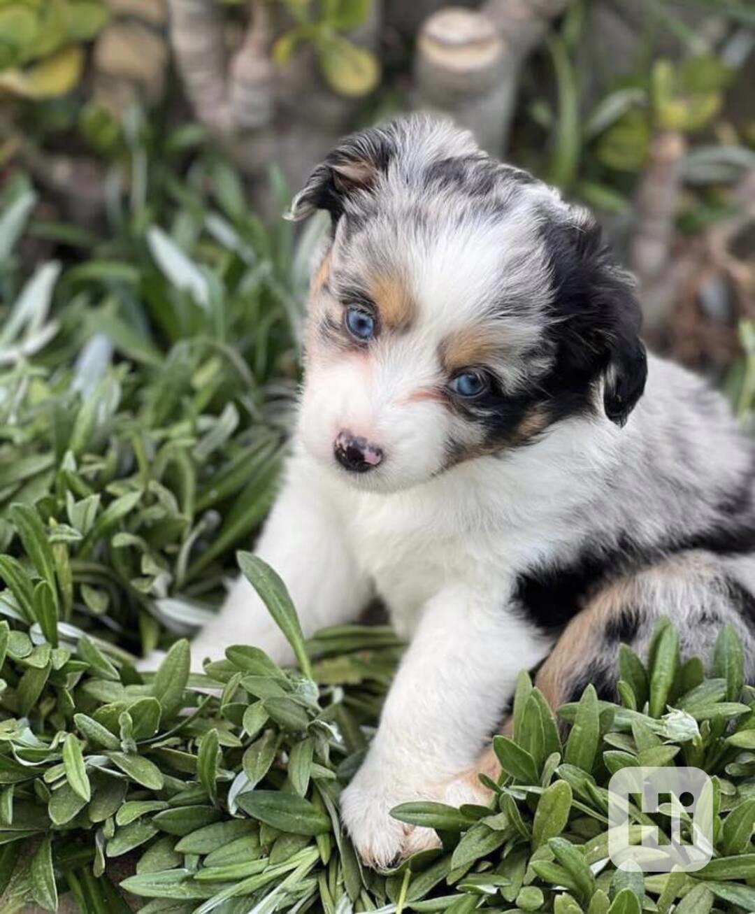 Štěňata australského ovčáka k dispozici - foto 1
