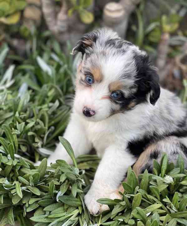 Štěňata australského ovčáka k dispozici - foto 1