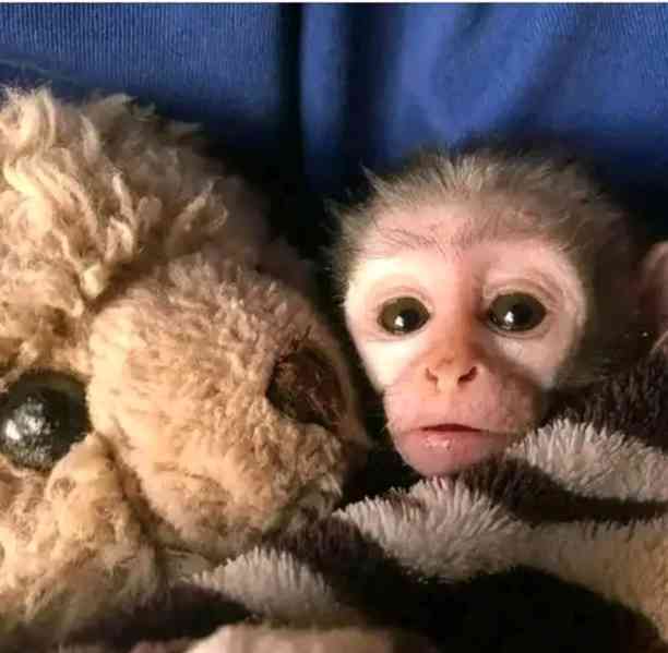  Ovocnožravé mládě kapucínky