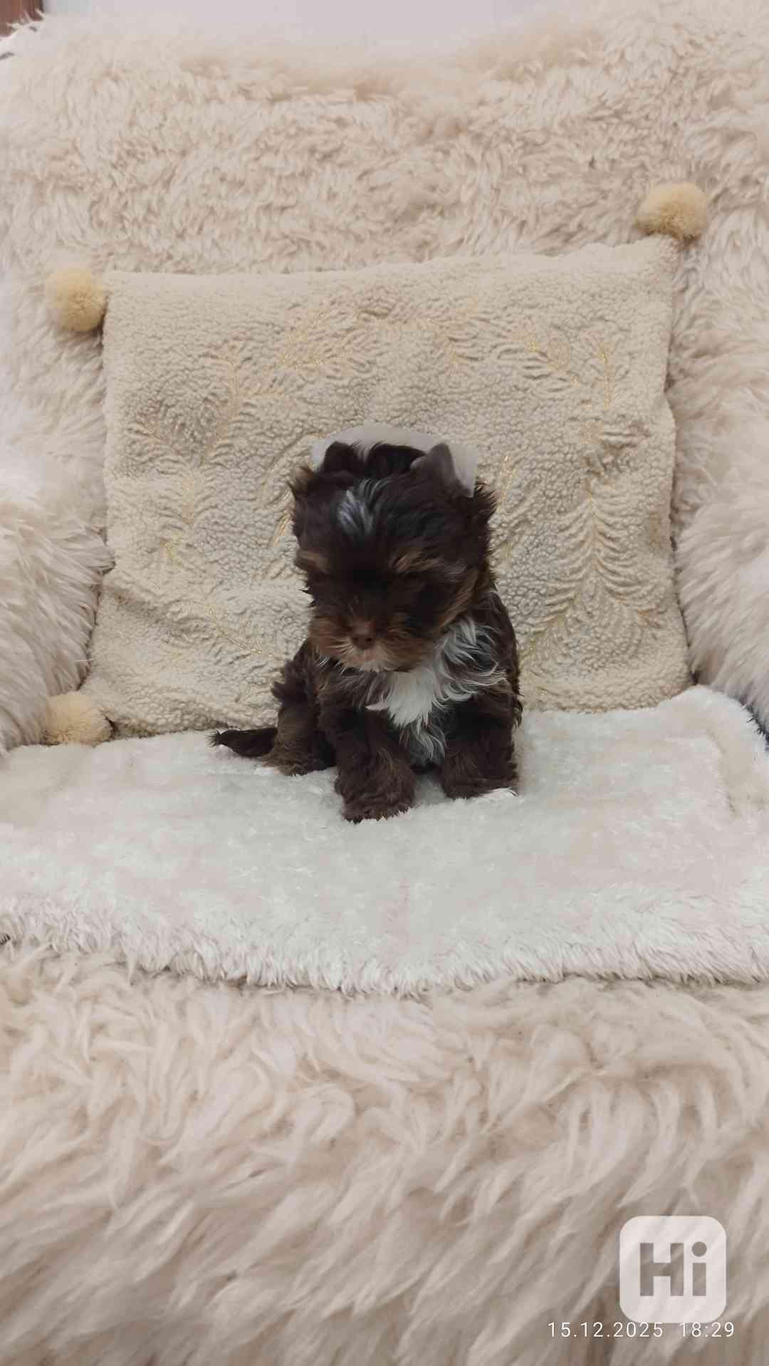 Jorkšírský teriér čokoládový s PP- kluk - foto 1