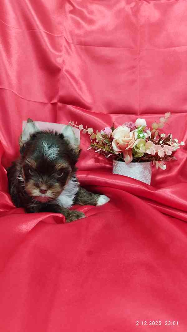 Jorkšírský teriér čokoládový s PP- kluk - foto 4