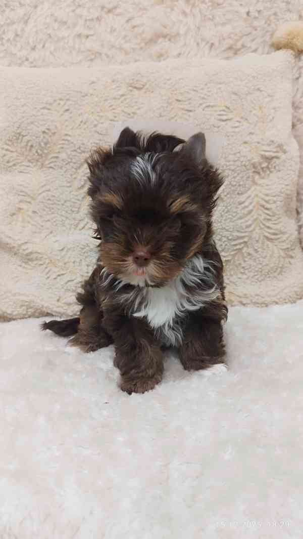 Jorkšírský teriér čokoládový s PP- kluk - foto 2