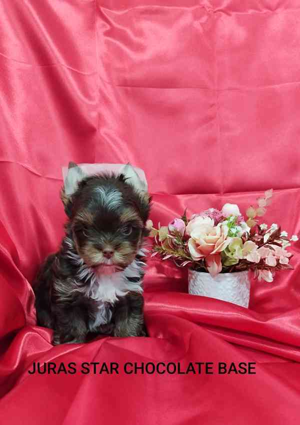 Jorkšírský teriér čokoládový s PP- kluk - foto 3